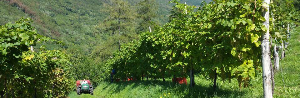 Bed and Breakfast Le Zitelle Di Ron Valdobbiadene Exterior foto